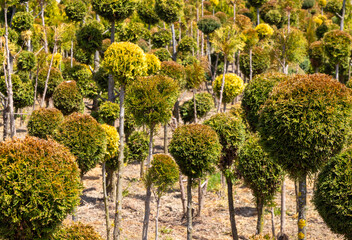 Obraz premium Many young Leyland Cypress Glob trees
