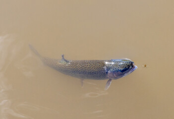 A trout attacking an insect. A trout that wants to eat a fly. © sebi_2569
