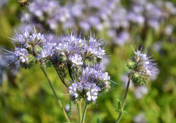 The field is blooming phacelia