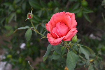 Beautiful red rose flower closeup in garden, A very beautiful red rose flower bloomed on the rose tree, Rose flower closeup, bloom flowers, Natural spring flower, Natural floral background,