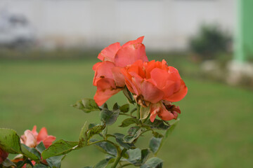 Beautiful red rose flower closeup in garden, A very beautiful red rose flower bloomed on the rose tree, Rose flower closeup, bloom flowers, Natural spring flower, Natural floral background,