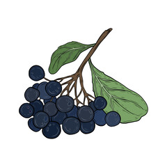 Vector chokeberry. Hand drawn graphic, vector botanical illustration. Chokeberry, berries on a branch with leaves. Drawing for design and packaging.