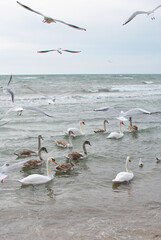Graceful swans glide through the gentle waves, surrounded by a flock of seagulls flying above. The tranquil water reflects the serene sky, creating a peaceful scene of wildlife in nature.
