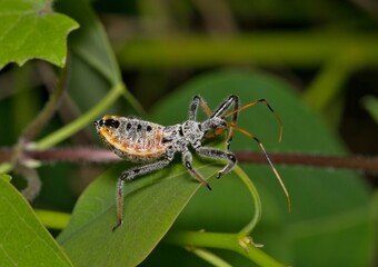 North American wheel bug nymph Arilus cristatus insect nature Springtime  leaf pest control.
