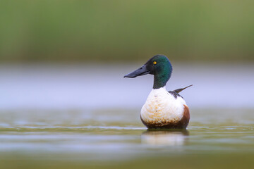 Löffelente Anas clypeata northern shoveler