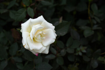 Beautiful white rose flower closeup in garden, A very beautiful white rose flower bloomed on the rose tree, Rose flower closeup, bloom flowers, Natural spring flower, Natural floral background,