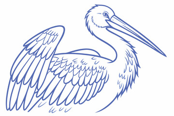 pelican on white
