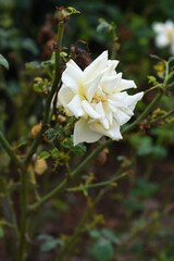 Beautiful white rose flower closeup in garden, A very beautiful white rose flower bloomed on the rose tree, Rose flower closeup, bloom flowers, Natural spring flower, Natural floral background,