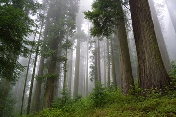 Fototapeta premium A peaceful fog-covered forest with tall ancient trees and a serene mystical atmosphere Generative AI