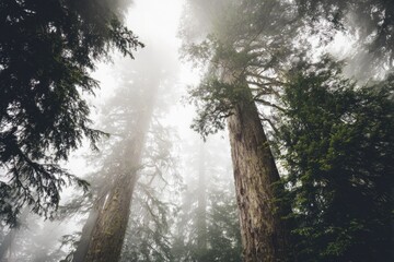 A peaceful fog-covered forest with tall ancient trees and a serene mystical atmosphere Generative AI