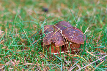 Brown mushrooms in green grass.