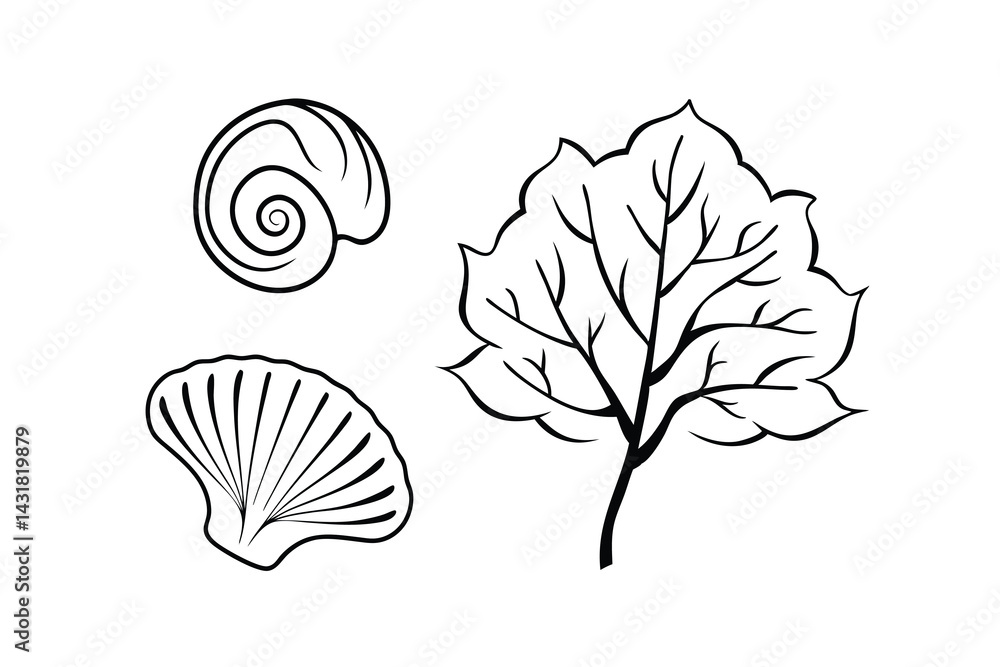 Poster seashells and leaf branch vector illustration isolated on white background nature elements botanical