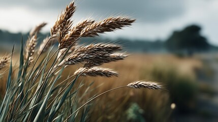 Obraz premium Serene Meadow Golden Grass Seeds Swaying Gently in the Breeze