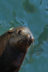 Newport Sea Lion Raises Head