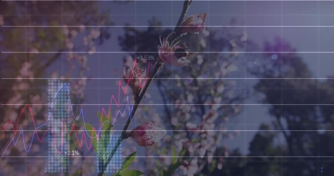 Branch bearing pink blossoms in flat design while showing red blue line graphs with bee landing