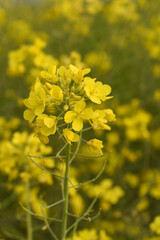 Mustard flower field is full blooming, yellow mustard field landscape industry of agriculture, mustard flowers closeup photo, Oil seed crop cultivation in Pakistan, Full Blooming Yellow Mustard Flower