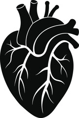 Anatomical heart vector