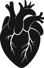Anatomical heart vector