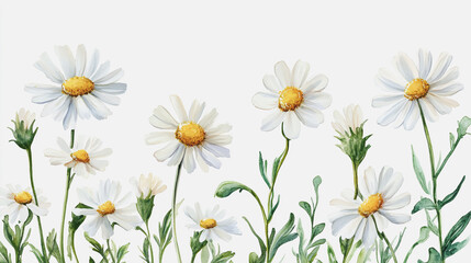 Obraz premium Elegant wedding invitation card background . Minimal hand painted watercolor Chamomile flowers texture template background. Design for wedding, vip cover, poster, rsvp moderncard.Valentine's Day