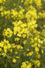 Mustard flower field is full blooming, yellow mustard field landscape industry of agriculture, mustard flowers closeup photo, Oil seed crop cultivation in Pakistan, Full Blooming Yellow Mustard Flower
