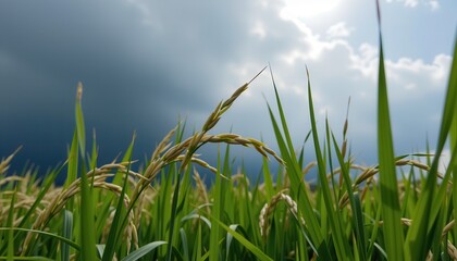 Obraz premium Side view of young rice shoots swaying in the wind with dark rain clouds looming in the background, high resolution