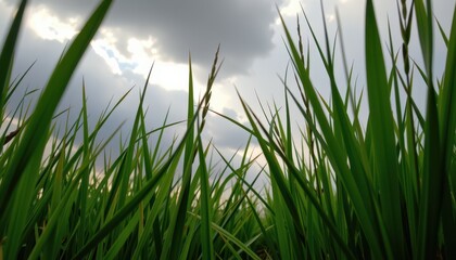 Obraz premium Side view of young rice shoots swaying in the wind with dark rain clouds looming in the background, high resolution