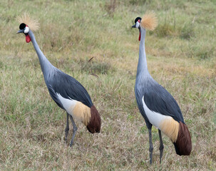 Obraz premium Pair of Crowned Cranes, Mated for Life