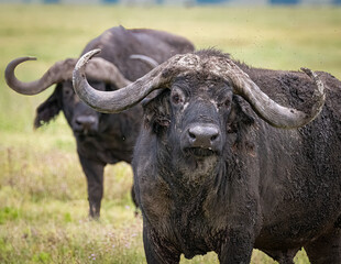 Naklejka premium Muddy Cape Buffalo Staring at Camera