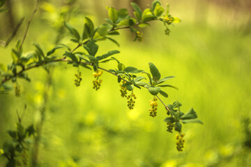 Obraz premium yellow flowers in spring