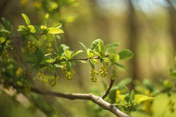 spring in the park
