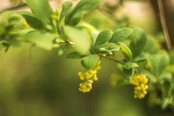 close up of green leaves