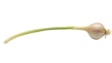 A long green stalk of celery with a white bulb at the end