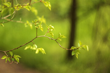 green leaves background