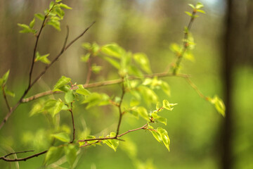 green leaves in spring