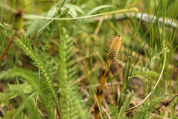 pine cones in the grass