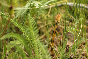butterfly on the grass