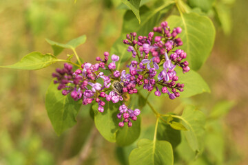 lilac flowers in the garden