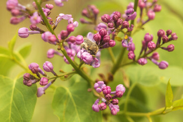 Fototapeta premium lilac flowers in the garden