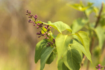 lilac flowers in the garden