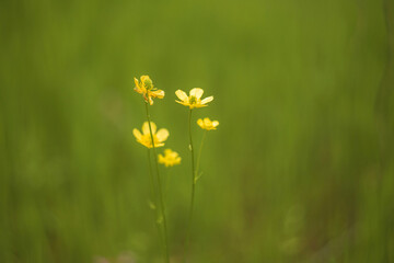 yellow flowers on green grass
