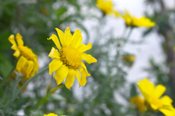 Bright Yellow Crown Daisy, Close-up of a Bright yellow crown daisy flower, blooming in nature,...