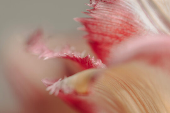 Fototapeta close up of a pink flower