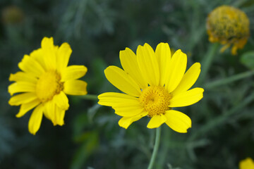 Bright Yellow Crown Daisy, Close-up of a Bright yellow crown daisy flower, blooming in nature,...