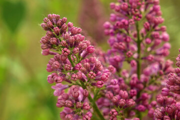lilac flowers in the garden