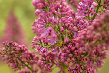 lilac flowers in the garden
