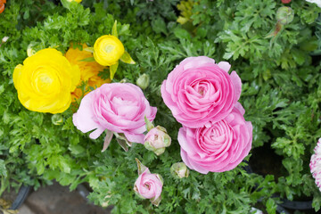 Beautiful Pink ranunculus flower growing in an outdoor flower garden. ranunculus flower closeup, Pink blooming flower, Closeup shot of a beautiful blossoming ranunculus in field