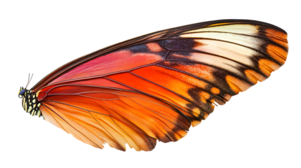A butterfly wing is shown in full color, with a red and orange pattern