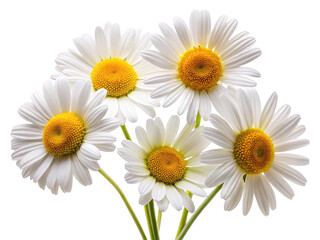 A beautiful bunch of white daisies with bright yellow centers blooming freely
