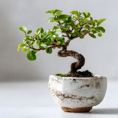 Stunning Bonsai Tree in a Rustic White Pot A Miniature Zen Garden
