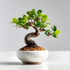 Stunning Bonsai Tree Miniature Zen Garden in a Pot